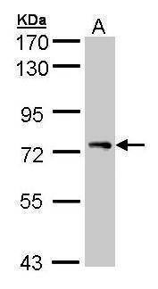 Anti-STAM Antibody