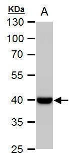 Anti-WNT11 Antibody