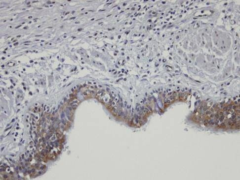Anti-SHKBP1 (internal) Antibody