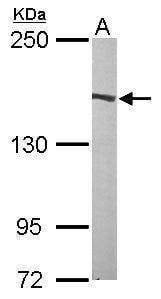 Anti-Flightless I (internal) Antibody