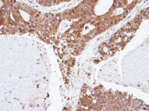 Anti-SPFH2 (C-term) Antibody