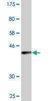 Anti-UVRAG Antibody