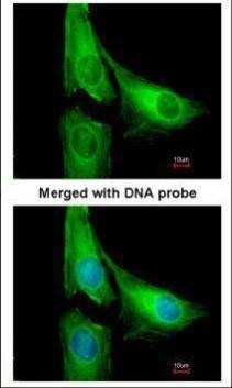 Anti-AGAP1 (C-term) Antibody