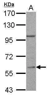 Anti-RGS14 (C-term) Antibody