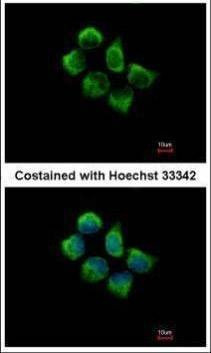 Anti-SNX12 Antibody