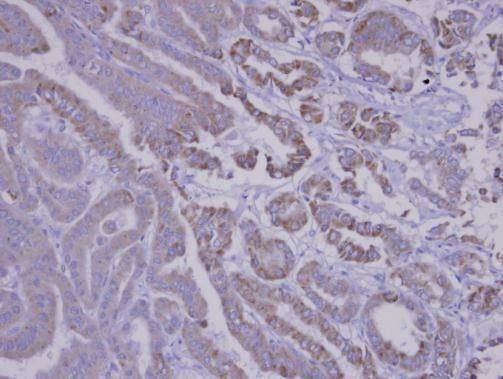 Anti-SNX12 Antibody