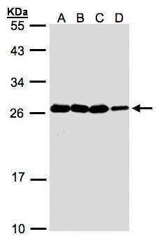 Anti-HN1 Antibody