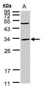 Anti-PEF1 Antibody