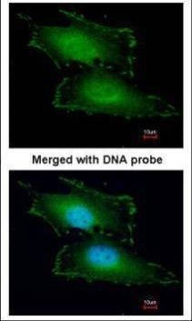 Anti-PEF1 Antibody