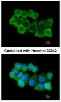 Anti-alpha SNAP Antibody