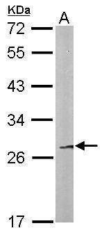 Anti-FAM122B Antibody
