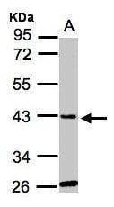 Anti-GLYATL1 Antibody