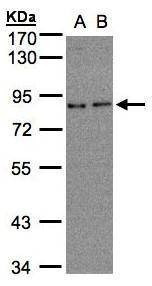 Anti-ZER1 (C-term) Antibody