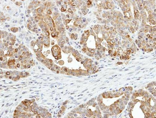 Anti-ZER1 (C-term) Antibody