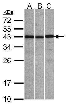 Anti-ZC3H8 Antibody