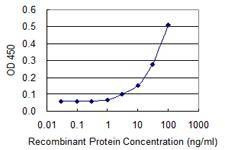 Anti-VCP Antibody