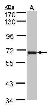 Anti-DENND1B Antibody