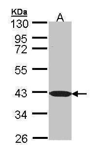 Anti-C1orf165 Antibody