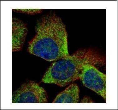 Anti-VTA1 Antibody