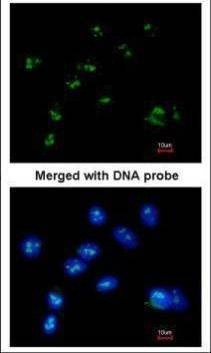 Anti-RASSF2 Antibody