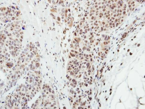Anti-MPP3 Antibody