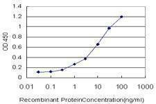 Anti-VNN1 Antibody