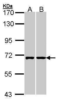 Anti-RIC8A Antibody