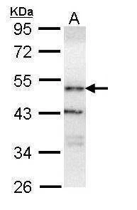 Anti-ORP1 (C-term) Antibody