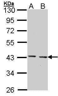 Anti-GULP1 (C-term) Antibody