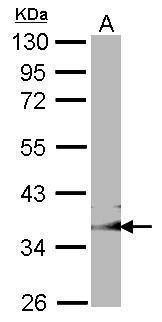 Anti-GULP1 (C-term) Antibody