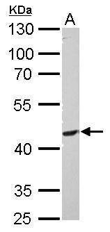 Anti-PIK3R3 Antibody