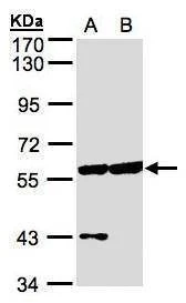 Anti-Copine 3 Antibody