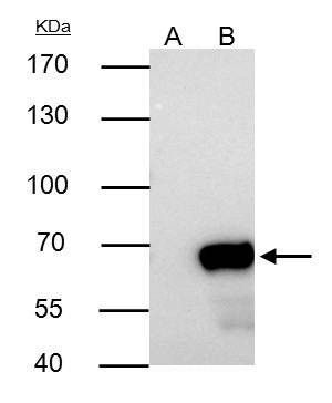Anti-Nucleoporin p62 Antibody