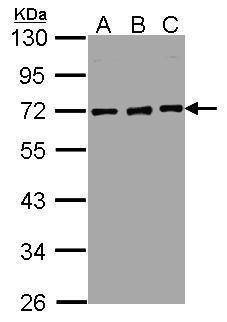 Anti-Nucleoporin p62 Antibody