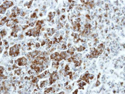 Anti-ETEA (C-term) Antibody