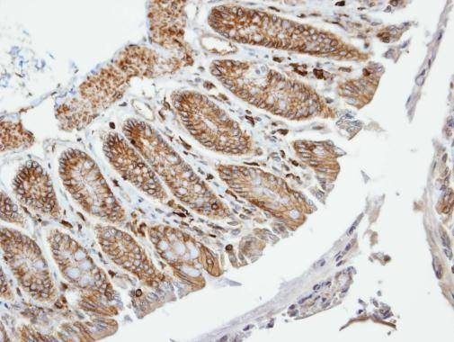 Anti-VAM1 (N-term) Antibody