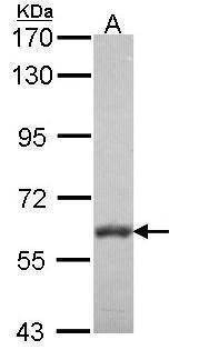 Anti-VAM1 (N-term) Antibody