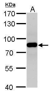 Anti-VPS35 (C-term) Antibody