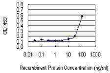 Anti-VPS16 Antibody