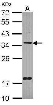 Anti-TXNDC1 (C-term) Antibody