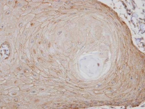Anti-TM7SF1/GPR137B (C-term) Antibody