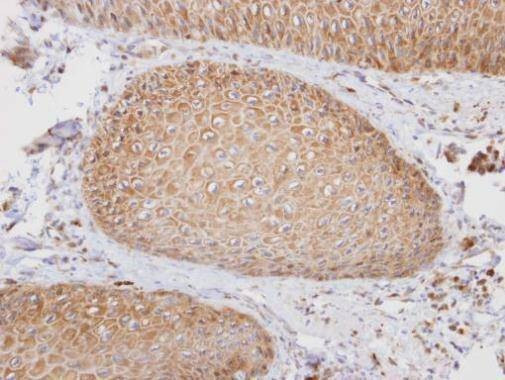 Anti-PTGFRN (C-term) Antibody