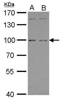 Anti-GPRC6A (C-term) Antibody