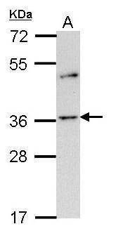 Anti-Olfactory receptor 2A4 (C-term) Antibody