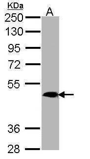 Anti-MRGPRX4 (C-term) Antibody