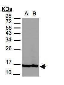 Anti-Histone H2A.Z Antibody