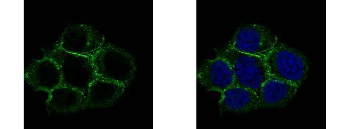 Anti-Caveolin 2 Antibody