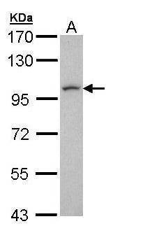 Anti-leucine zipper protein 1 (N-term) Antibody