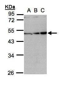 Anti-Inhibin beta A Antibody