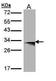 Anti-HLA-DMB (C-term) Antibody